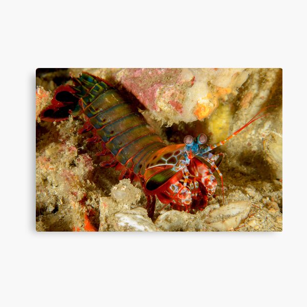 Peacock Mantis Shrimp - Odontodactylus scyllarus Canvas Print