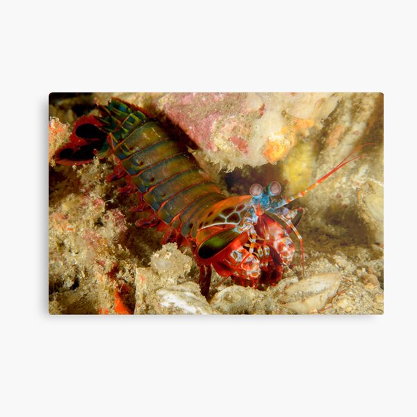 Peacock Mantis Shrimp - Odontodactylus scyllarus Metal Print