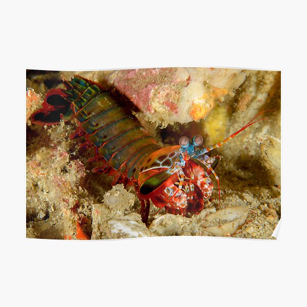 Peacock Mantis Shrimp - Odontodactylus scyllarus Poster