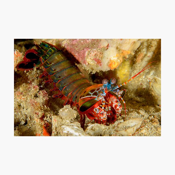 Peacock Mantis Shrimp - Odontodactylus scyllarus Photographic Print
