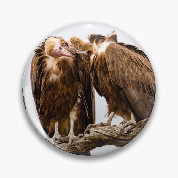 Item preview, Vulture Couple is Caressing Each Other 2 - Kruger National Park designed and sold by holgermader.