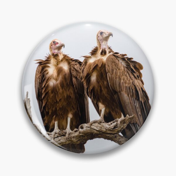 Item preview, Vulture Couple Watching Out for a Meal 2 - Krüger National Park designed and sold by holgermader.