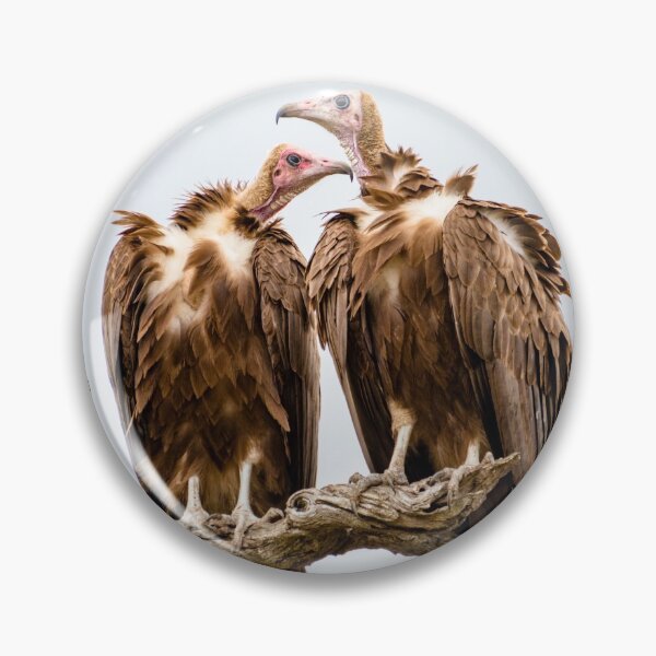Item preview, Vulture Couple Watching Out for a Meal - Krüger National Park designed and sold by holgermader.
