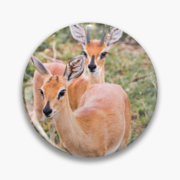 Item preview, Dik-Dik Couple - Kruger National Park designed and sold by holgermader.