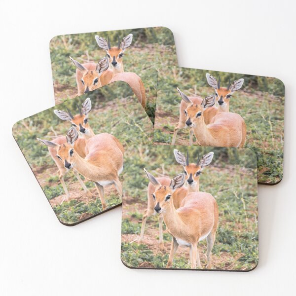 Item preview, Dik-Dik Couple - Kruger National Park designed and sold by holgermader.