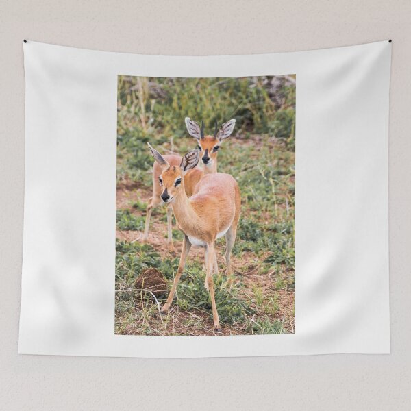 Item preview, Dik-Dik Couple - Kruger National Park designed and sold by holgermader.
