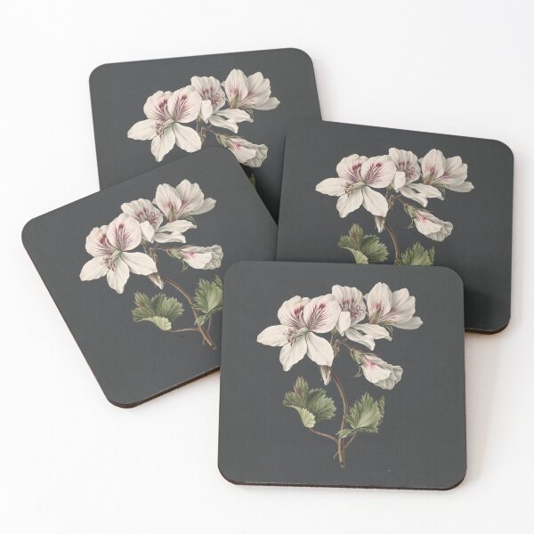Item preview, Pelargonium album bicolor, by M. de Gijselaar. designed and sold by Historical Paintings.