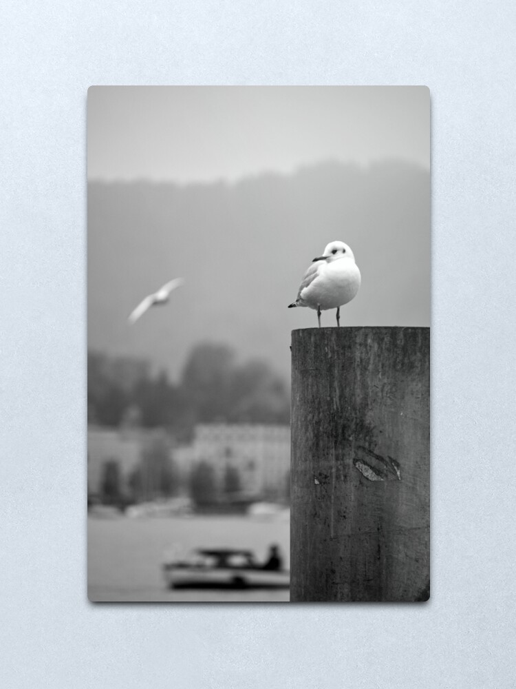 Alternate view of Gull Gazing, Lake Zurich Metal Print