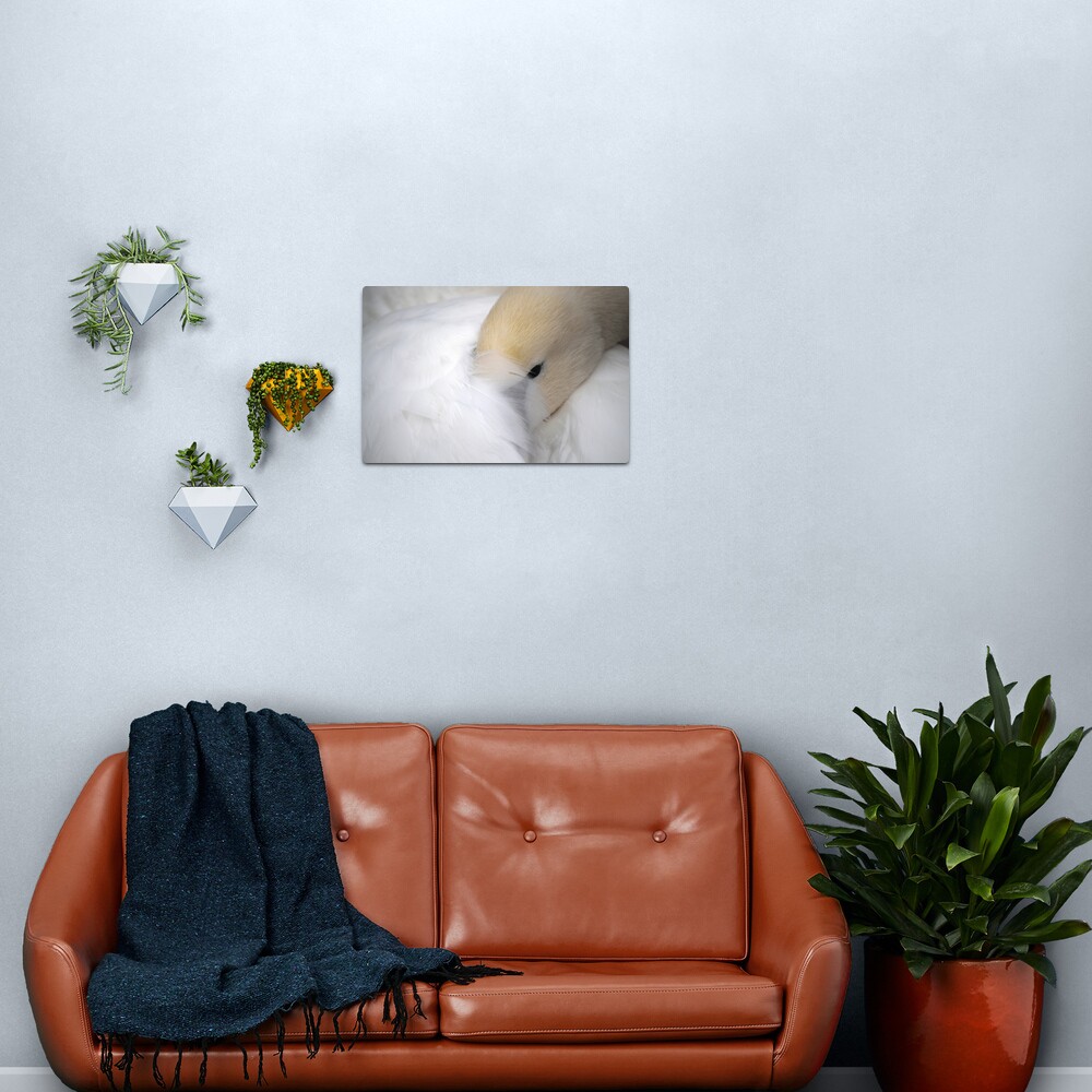 Shy Swan Metal Print