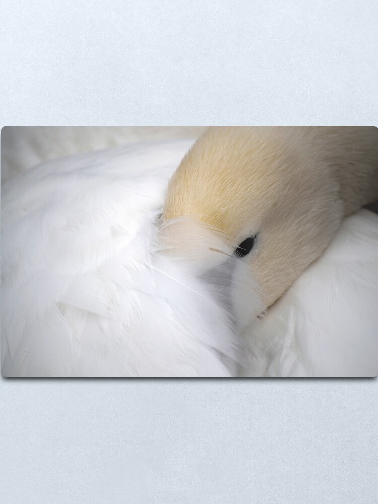 Alternate view of Shy Swan Metal Print