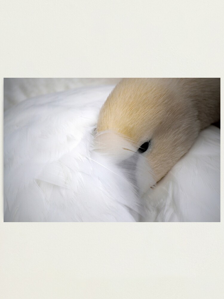 Alternate view of Shy Swan Photographic Print