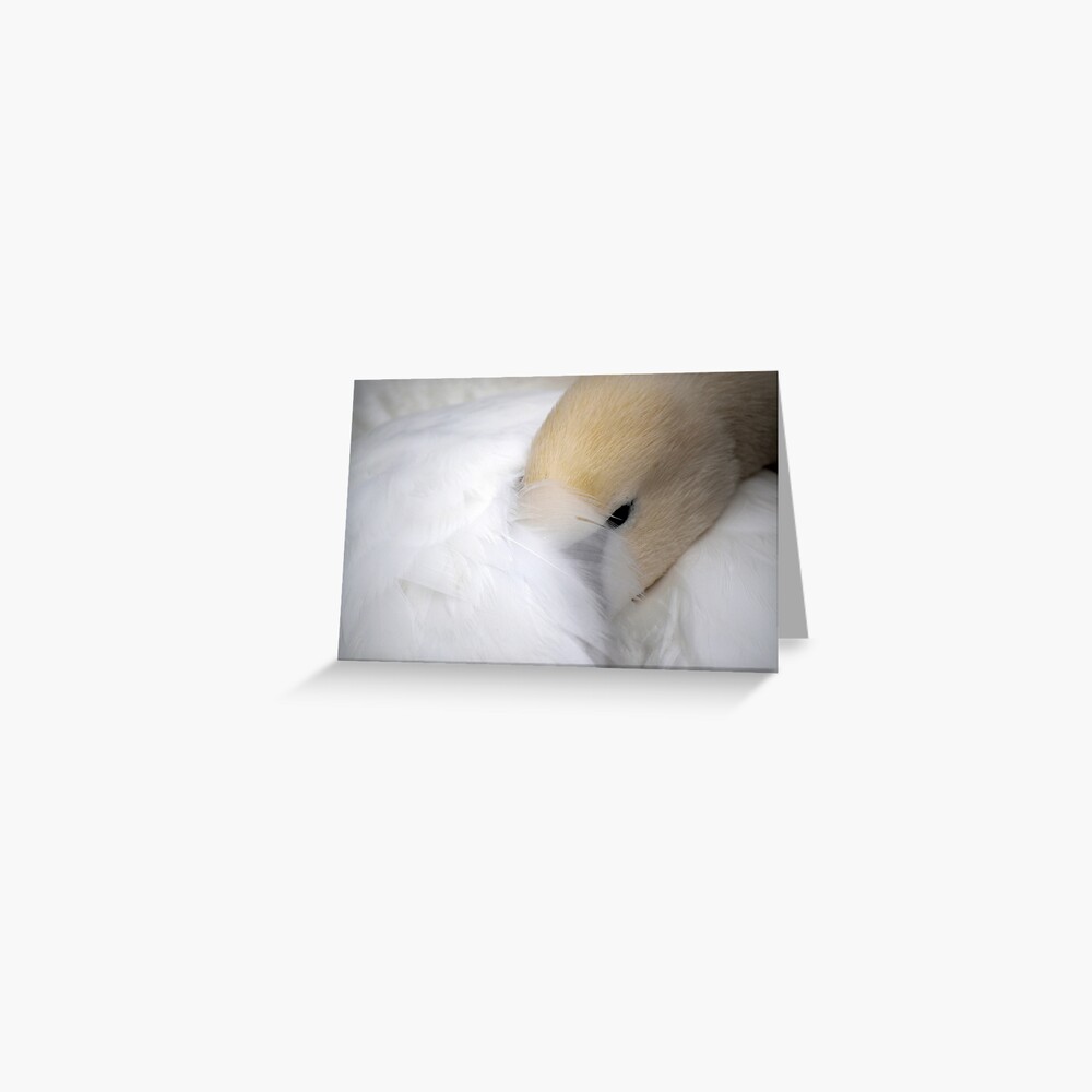 Shy Swan Greeting Card