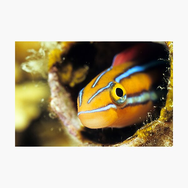 Smiling assasin Photographic Print
