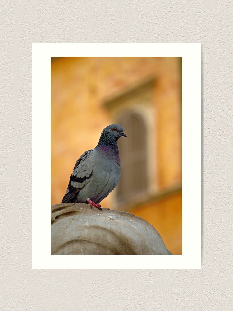 Thumbnail 2 of 3, Art Print, Posing Pigeon designed and sold by Tiffany Dryburgh.