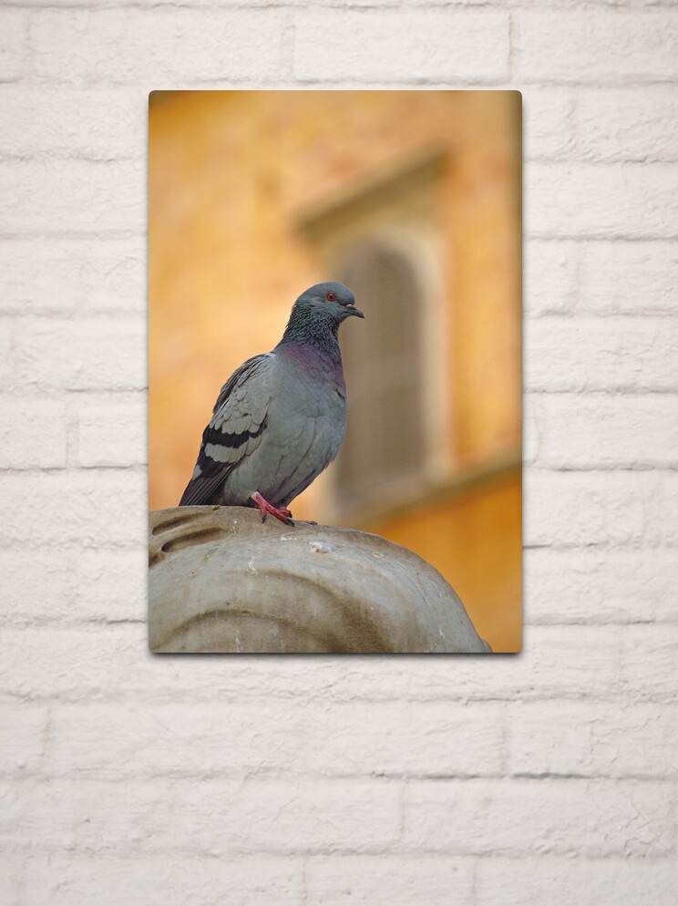 Thumbnail 2 of 4, Metal Print, Posing Pigeon designed and sold by Tiffany Dryburgh.