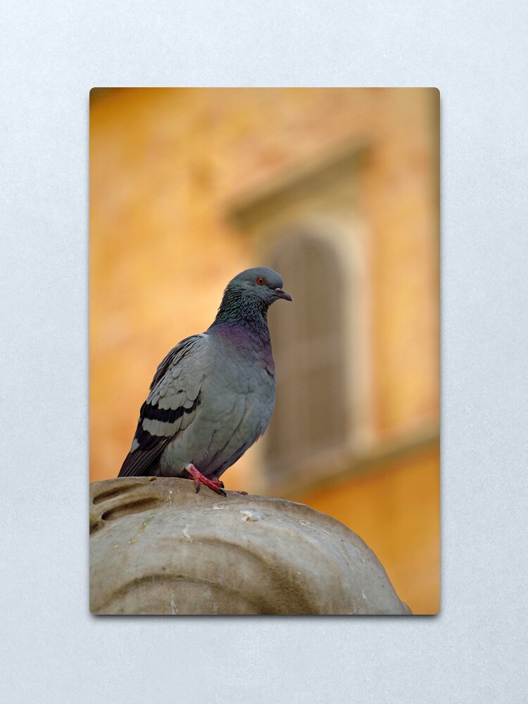 Alternate view of Posing Pigeon Metal Print