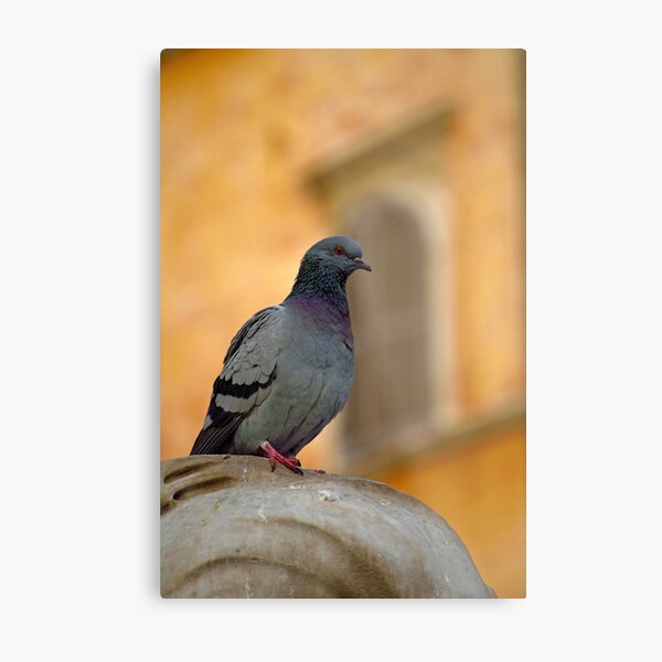 Metal Print