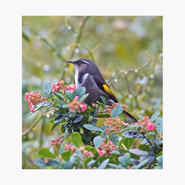Item preview, HONEYEATER ~ Crescent Honeyeater 6Kki6ne6 by David Irwin designed and sold by tasmanianartist.