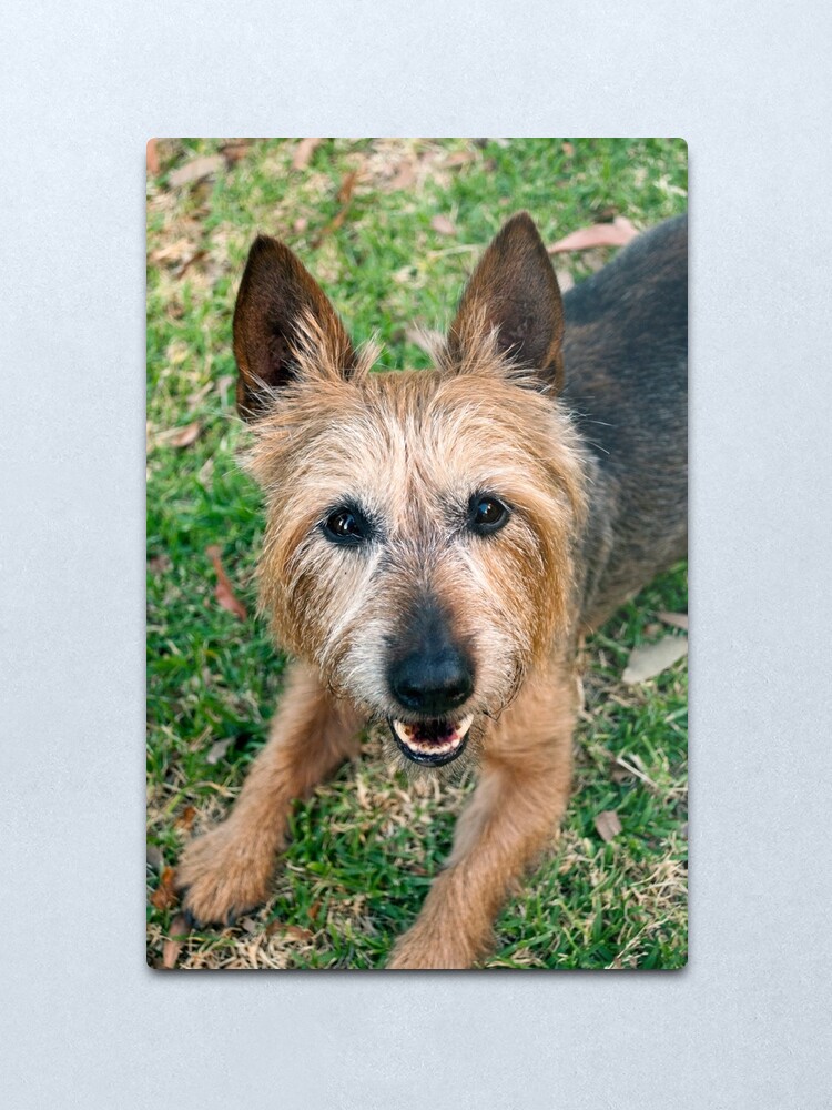 Alternate view of The Happy Terrier Metal Print