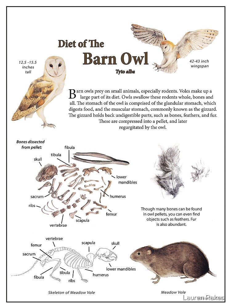 diet-of-the-barn-owl-by-lauren-rakes-redbubble