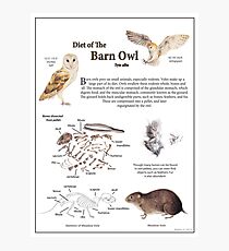 Diet of the Barn Owl Photographic Print