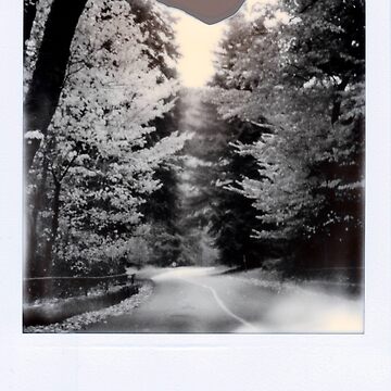 Artwork thumbnail, Luminous Trees by Abbynormative