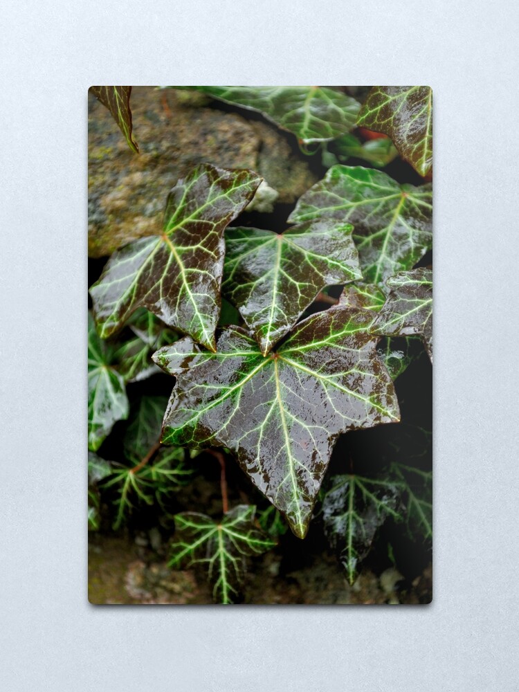 Alternate view of Glistening Ivy Metal Print