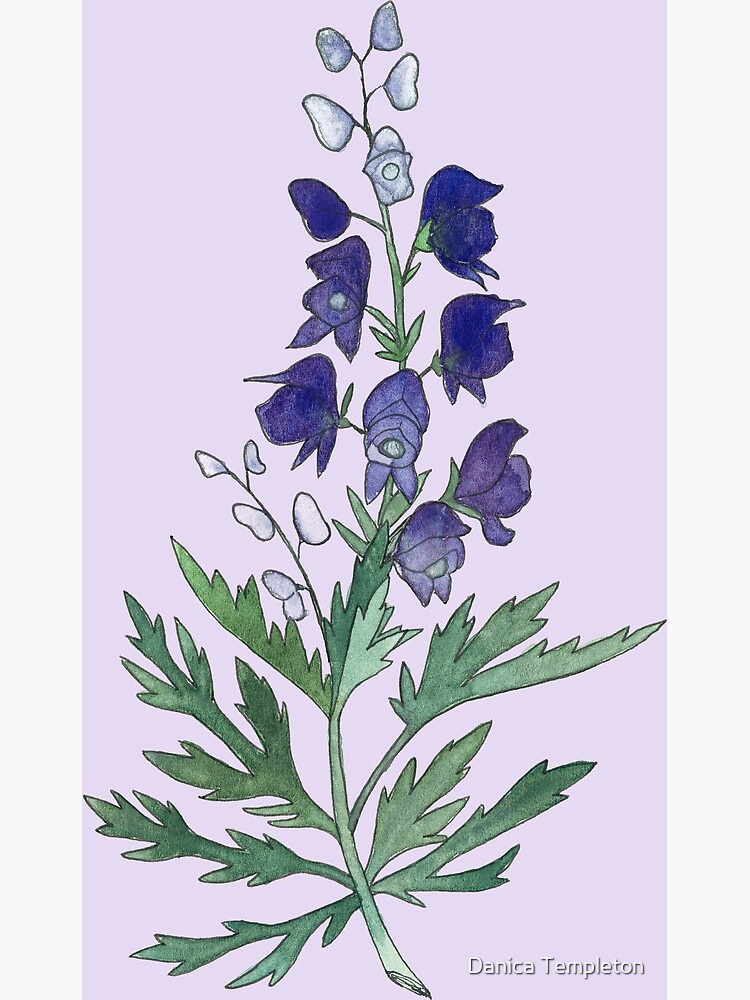 "Wolfsbane Watercolor Flower Drawing" Poster by NatureNerdiness Redbubble