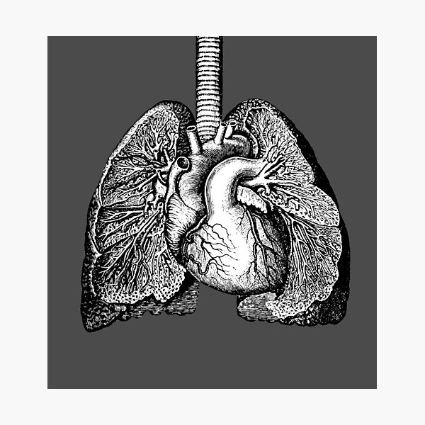 “Vintage Anatomy Illustration” Photographic Print for Sale by