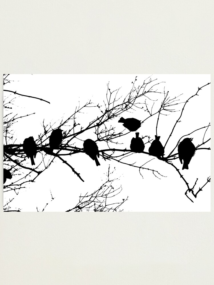 Thumbnail 2 of 3, Photographic Print, Sparrow Line Up designed and sold by Tiffany Dryburgh.