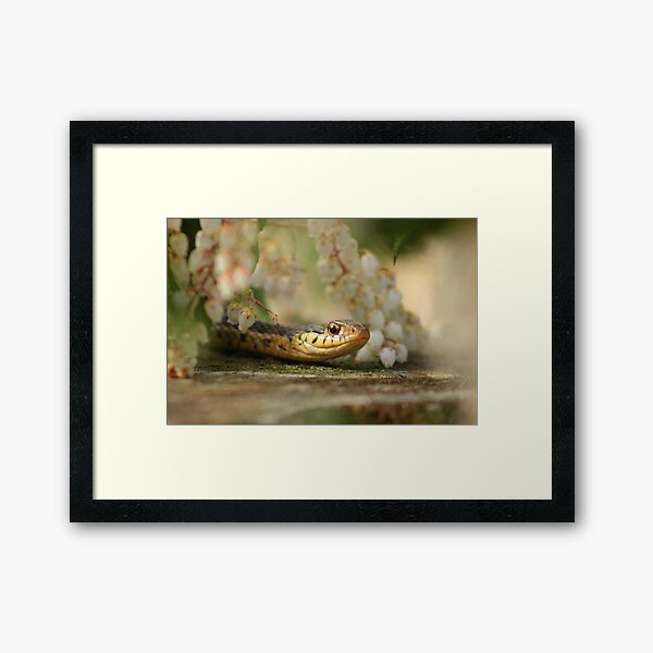 Garter & Pieris Framed Art Print