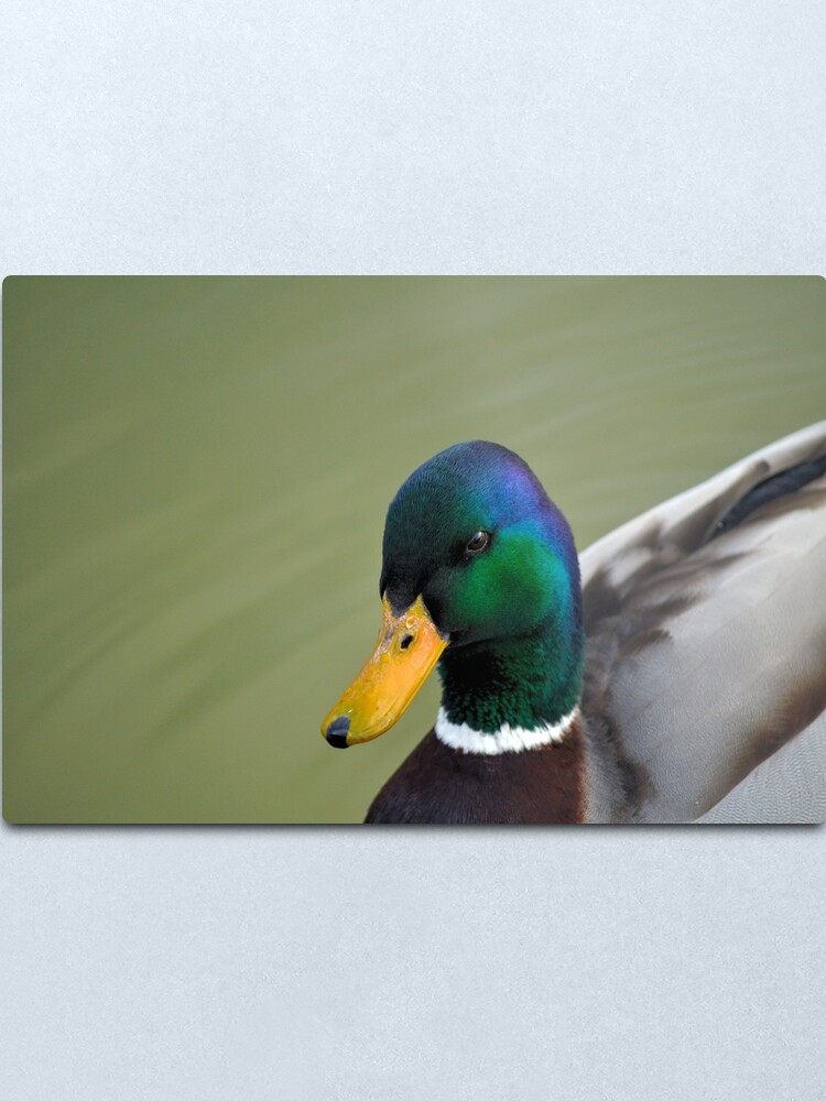 Alternate view of Hello Ducky! Metal Print