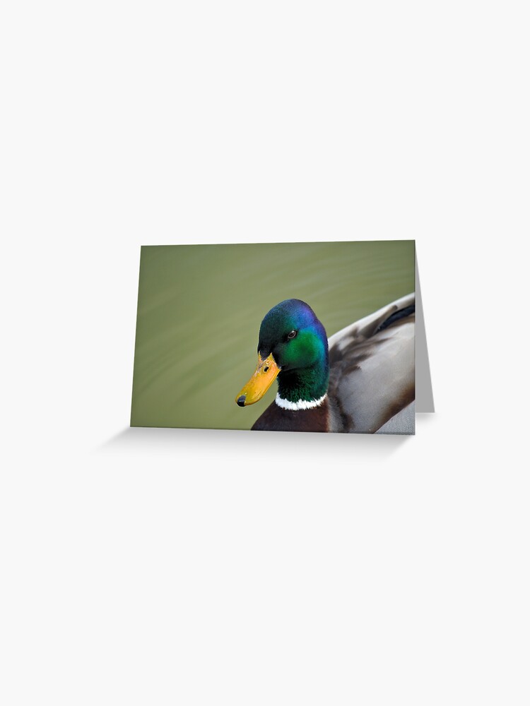 Thumbnail 1 of 2, Greeting Card, Hello Ducky! designed and sold by Tiffany.