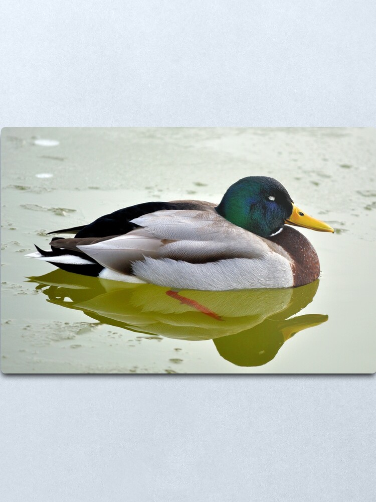 Alternate view of Sleeping Peacefully Metal Print