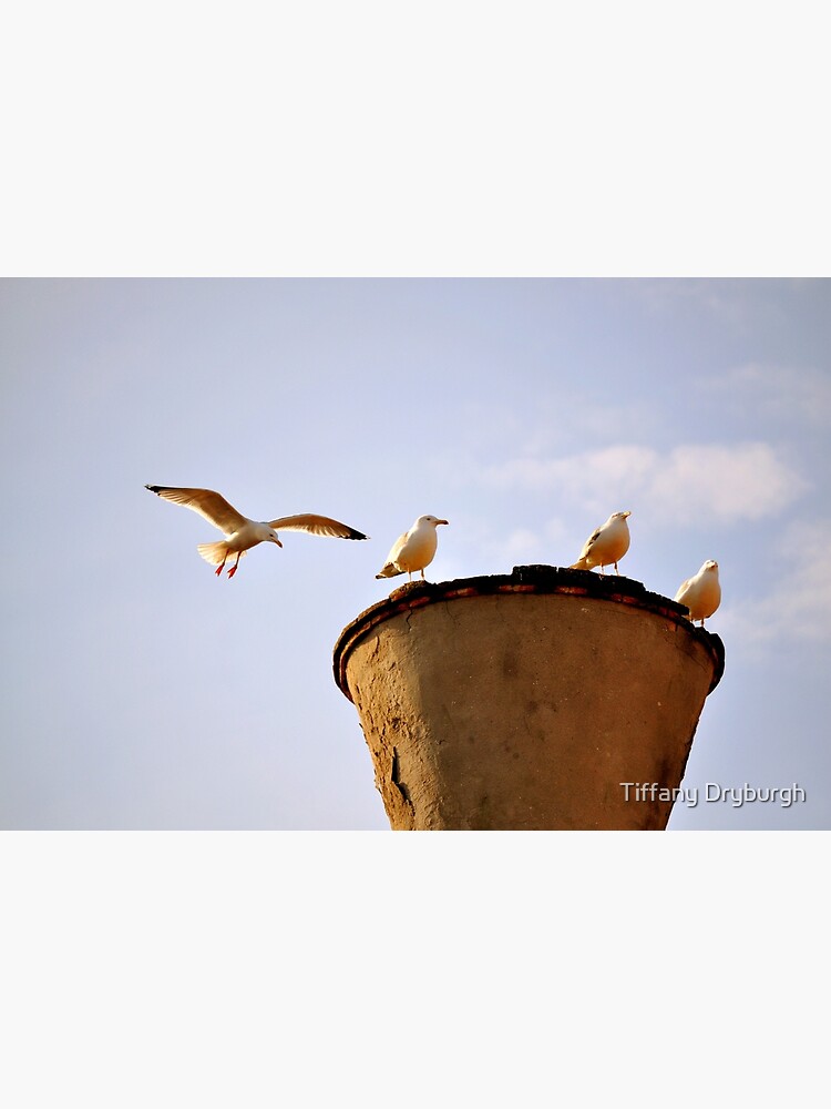 Coming in for a Landing by Tiffany