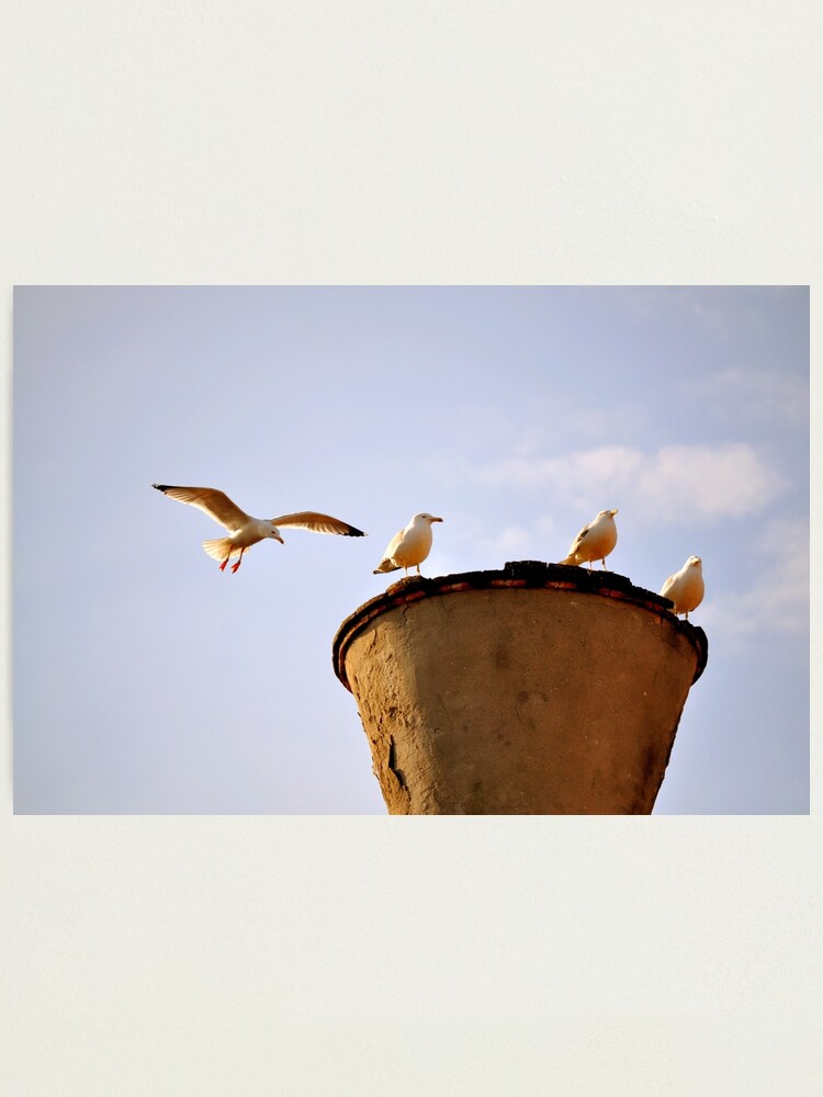 Alternate view of Coming in for a Landing Photographic Print