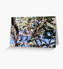 Silver-eye Greeting Card