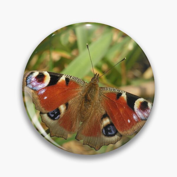 Item preview, Peacock butterfly - Aglais io - The European Peacock designed and sold by Rocketman2017.