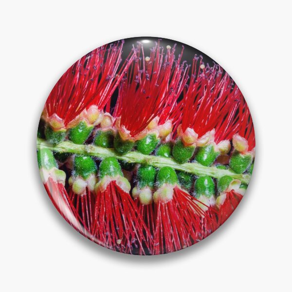 Item preview, Bottlebrush flower Macro photography designed and sold by KWB1950.