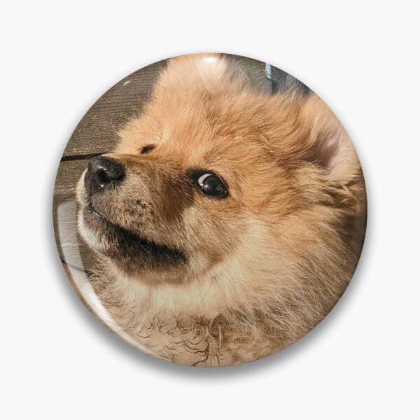 Item preview, Pomeranian puppy Kai designed and sold by Fluffycat2020.