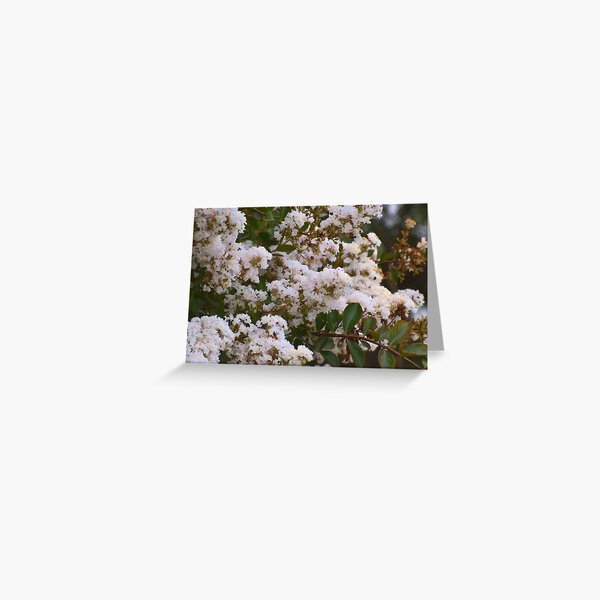 Vista previa del artículo con la obra «Mirto Crepe Blanco», diseñado y vendido por Flowera Bloom.
