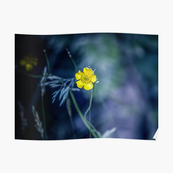 Radiance in Bloom Poster