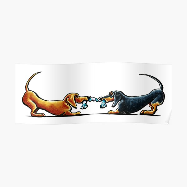 dachshund tug of war