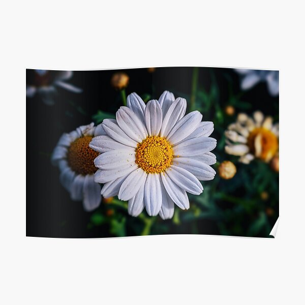 Petals of Perfection Poster