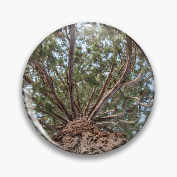 Item preview, Tree at Monastery Rheinau - Switzerland designed and sold by holgermader.