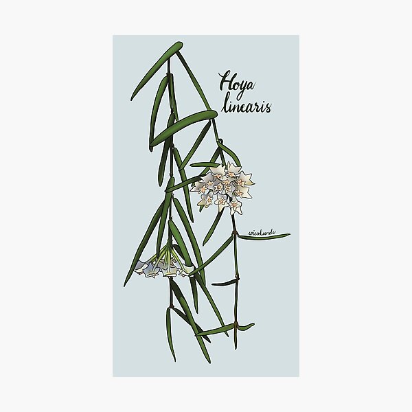 Item preview, Beautiful Hoya linearis in full bloom designed and sold by Wieskunde.