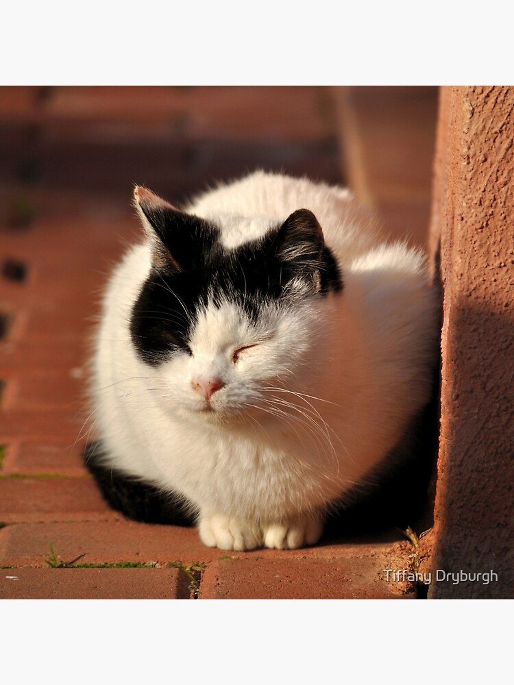 Warm Winter Sun by Tiffany