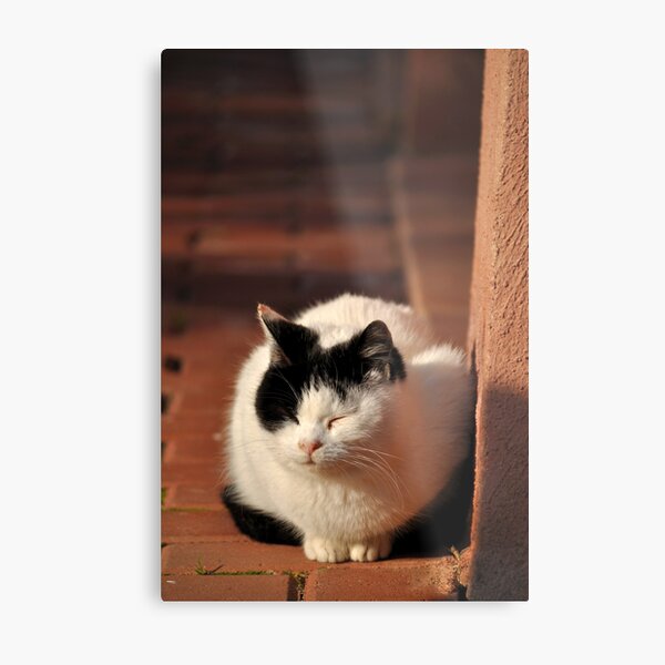Metal Print