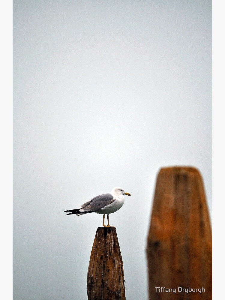 Thumbnail 3 of 3, Photographic Print, A Fine Profile designed and sold by Tiffany Dryburgh.