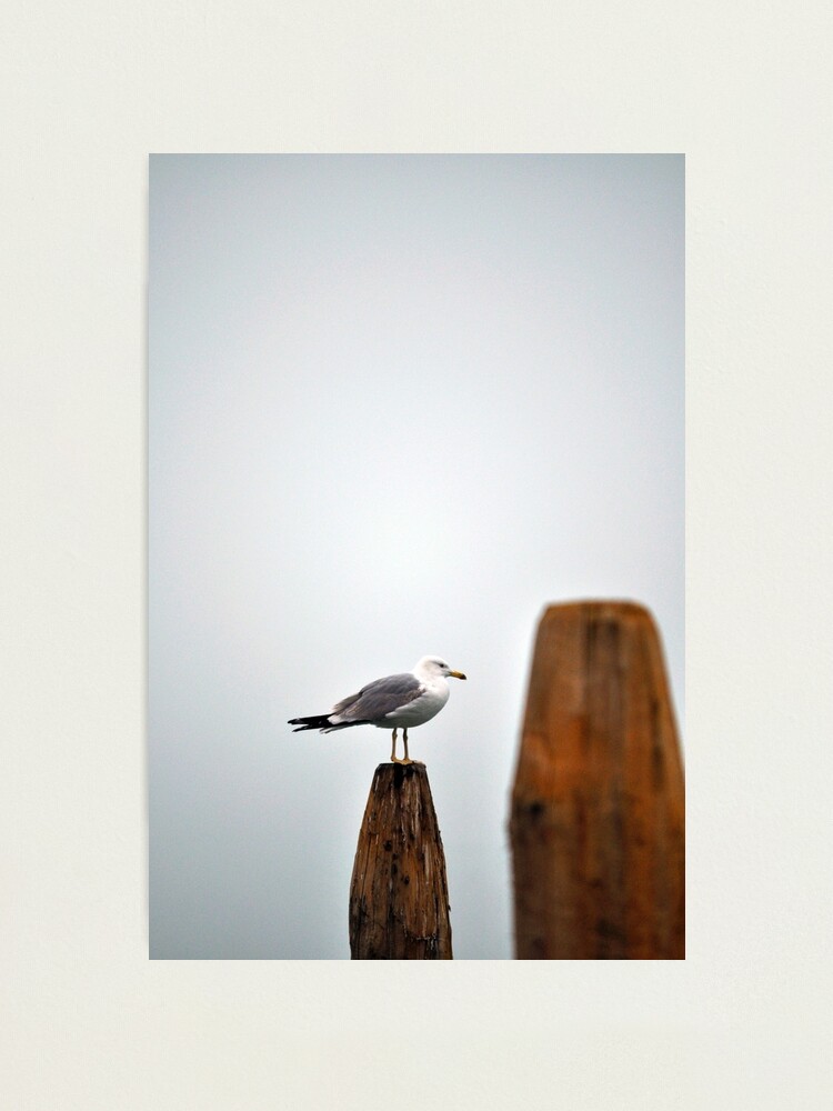 Thumbnail 2 of 3, Photographic Print, A Fine Profile designed and sold by Tiffany Dryburgh.